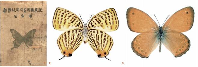 (왼쪽부터) 1. 석주명이 1947년에 쓴 ‘조선 나비 이름의 유래기’. 석주명은 이 저서에서 248종의 나비 이름을 한글로 새로 지었다. 2 시가도귤빛부전나비. 날개 뒷면이 서울 시가지 지도 모습을 닮아서 그와 같은 이름이 붙었다. 3 시골처녀나비. 노랑 저고리처럼 보이는 노란 날개를 가진 종으로, 시골에서 주로 나타난다. 국립생물자원관 제공