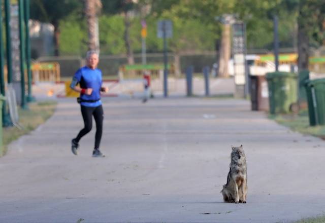 2020년 4월 12일 이스라엘 중부 도시 텔아비브에서 코로나19로 규제가 강화되자 야생 자칼이 모습을 드러냈다. AP 뉴시스