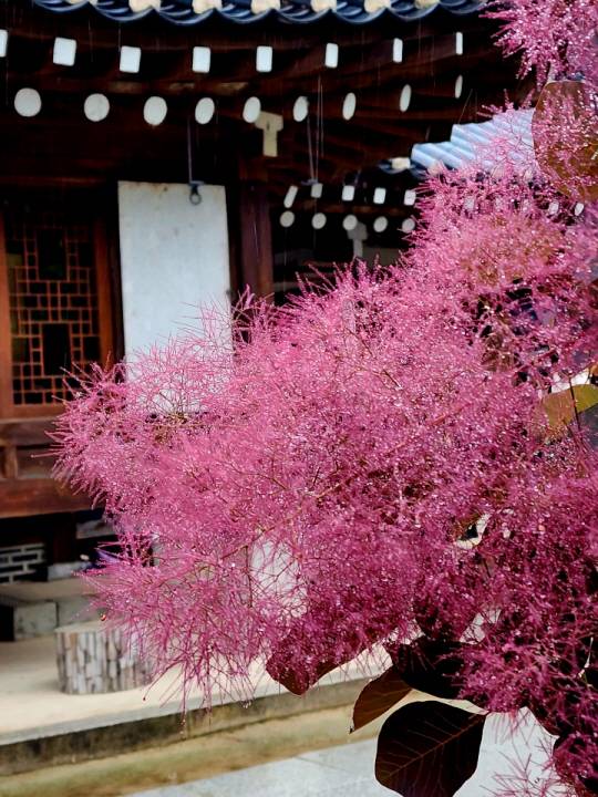 5월말 남양주시 조안면 한옥카페 고당의  자엽안개나무. 핑크뮬리를 닮았다. 꽃이 지고 난 뒤 늦봄에서 초여름 사이 핑크색 또는 보라색의 솜사탕 모양의 긴 깃털이 생긴다.