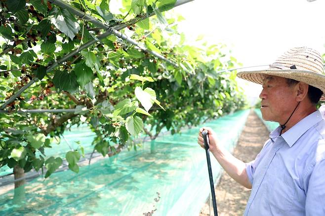 충남 공주서 오디 재배하는 최종열씨 (공주=연합뉴스) 김진방 기자