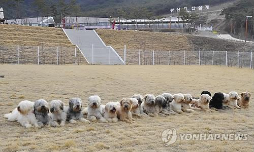 삽살개 [한국삽살개재단 제공]