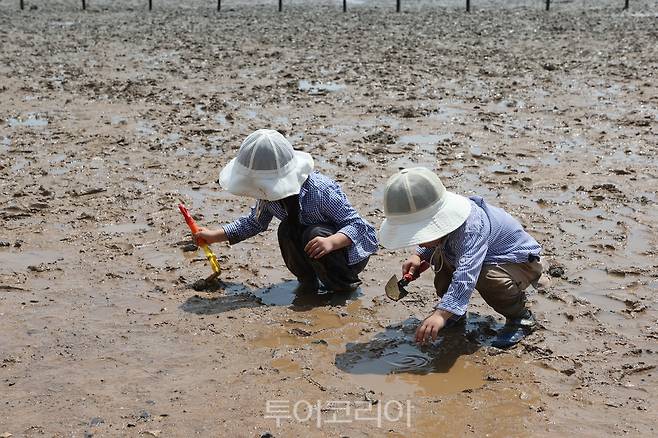 농게잡기 갯벌체험 .[사진=무안군] 