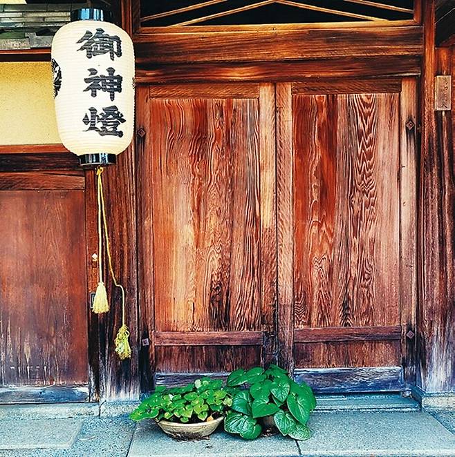 아오이마쓰리 당일 시모가모신사 인근 민가 대문 앞에 놓인 아욱 화분. 민중 속에 뿌리내린 아오이 신앙의 한 단면을 보여준다.