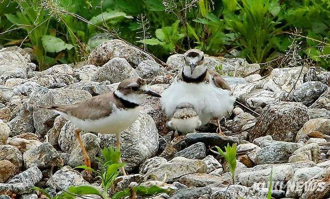 갓 태어난 흰목물떼새 새끼가 먹이활동을 하다 위험을 느끼자 어미 품으로 파고 들고 있다.