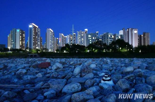 지난 5월 23일 경기도 구리시와 남양주시를 흐르는 왕숙천에서 늦은 저녁 꼬마물떼새 어미가 자갈밭 둥지에 알을 품고 있다. 뒷편으로 다산신도시의 아파트 단지에 환하게 불이 들어왔다.
