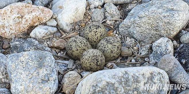 '꼬마물떼새 알' 둥지는 보통 자갈밭에 만들고 4개의 알을 낳는다. 포란기간은 28일 전후이다.