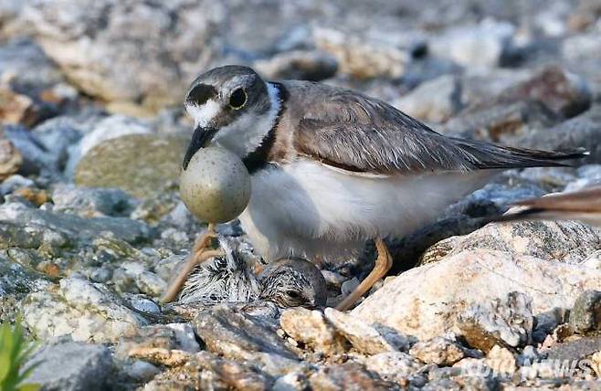 어미 흰목물떼새가 갓 태어난 새끼의 껍질을 멀리 내어다 버리기 위해 부리에 물고 있다.