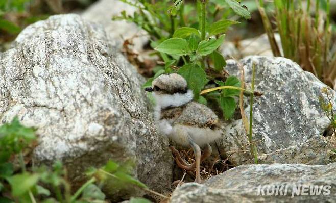 '앙증맞은 흰목물떼새 새끼' 사람이나 동식물이나 모두 갓 태어난 생명은 귀하고 사랑스럽다.