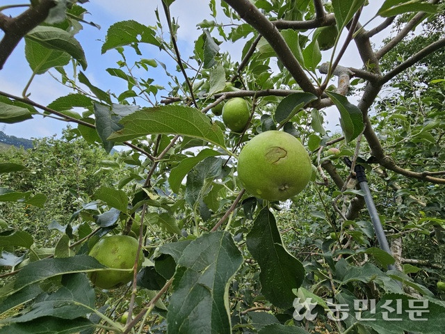 11일 충북 충주시 동량면에 갑자기 내린 우박에 상처 입어 상품성을 상실한 ‘쓰가루’ 사과.