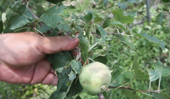 12일 충북 충주시 동량면에서 한 농민이 전날 내린 우박으로 찢긴 사과 이파리를 들어보이고 있다. 사진 연합뉴스