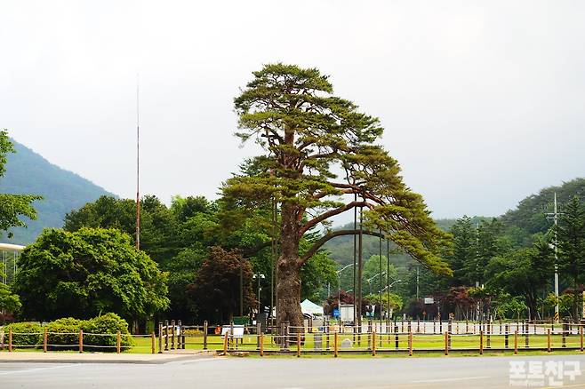 속리산 정 2품 소나무(수령 600년)