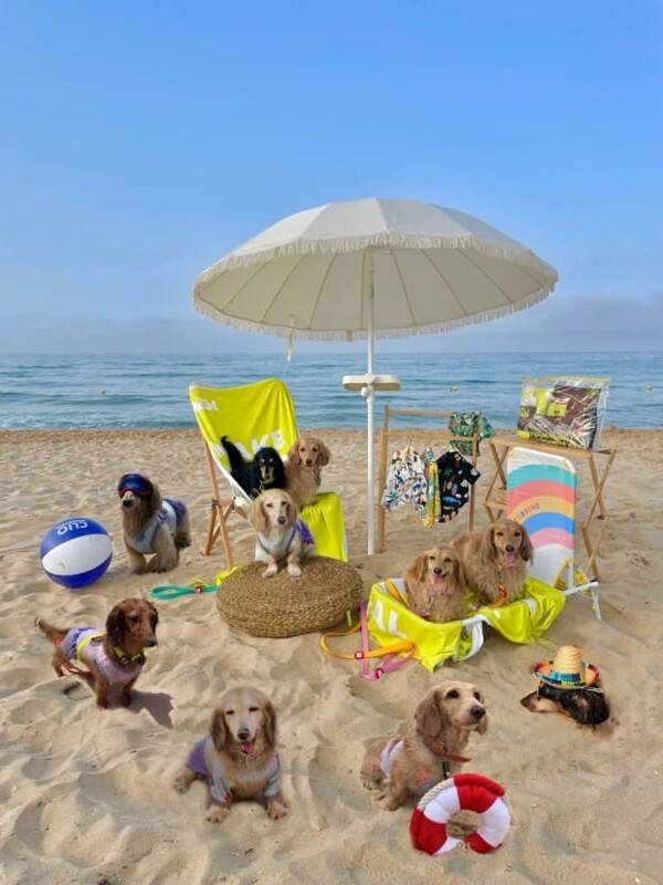 강원도 양양 광진해수욕장 멍비치 / 온라인 커뮤니티