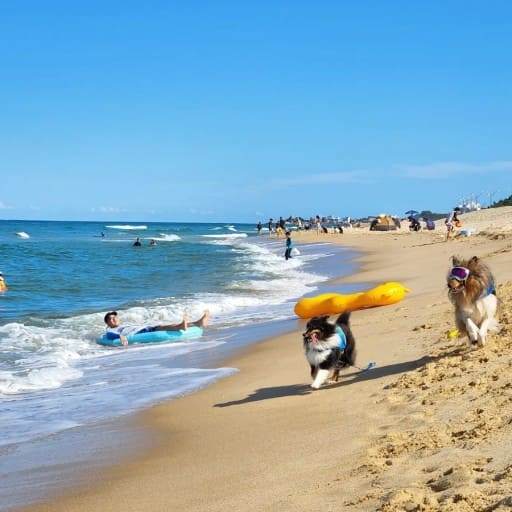 강원도 애견동반 해변 양양 지경리해수욕장 / 온라인 커뮤니티