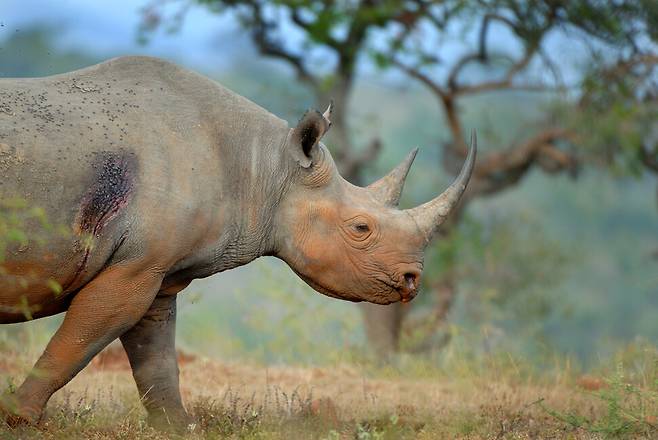 소등쪼기새가 시력이 매우 약한 검은코뿔소에게 밀렵꾼의 접근을 경고하는 보초병 구실을 한다는 사실이 밝혀졌다. 남아프리카 롤로웨 임폴로지 공원의 검은코뿔소. 데일 모리스 제공.