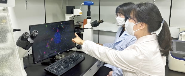 줄기세포융합연구센터 연구팀이  세포치료제 관련 연구를 진행하고 있다.  한국생명공학연구원 제공