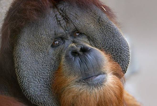 장성한 오랑우탄 수컷의 양옆 볼은 빵빵하게 부풀어올라있다. /San Diego Zoo