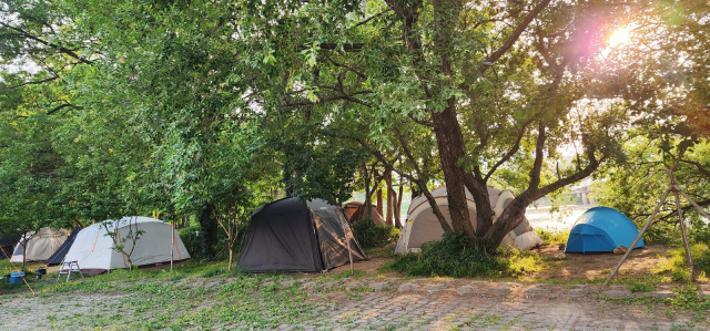 ▲실제 남평 드들강변 솔숲과 공용주차장에는 평일 오전에도 100여 동에 가까운 텐트가 메우고 있다.ⓒ프레시안