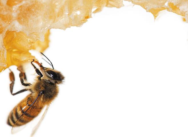 과학자들이 전 세계에서 점점 줄어들고 있는 꿀벌을 살리기 위한 연구에 나섰다. 사진은 꿀을 먹는 벌의 모습. /게티이미지뱅크