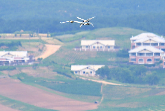 6일 오전 경기 파주시 오두산 통일전망대에서 바라본 북한 황해북도 개풍군 임진강변 마을에서 멸종위기 야생생물 1급 저어새 무리가 비행하고 있다. 2023.6.6/뉴스1