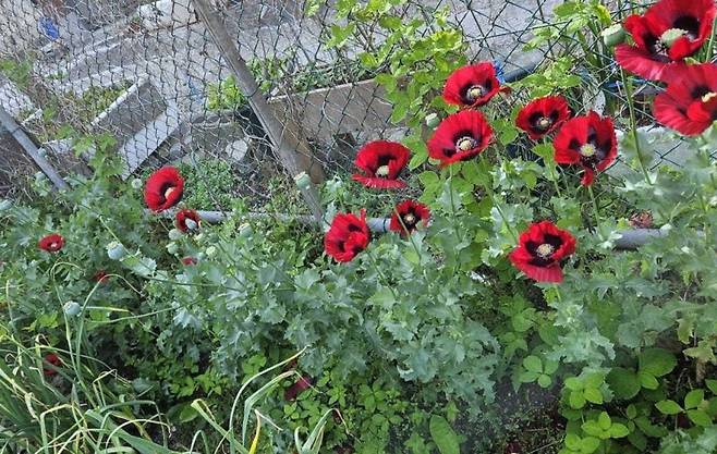 마약용 양귀비 [부산경찰청 제공. 재판매 및 DB 금지]
