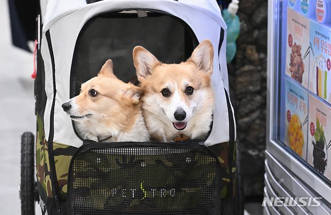 [수원=뉴시스] 김종택기자 = '갈등해결형 규제샌드박스' 1호 과제로 추진된 에이아이포펫의 'AI를 활용한 수의사의 반려동물 건강상태 모니터링 서비스 사업'이 16일 개최된 과학기술정보통신부의 'ICT규제샌드박스 심의위원회'를 통과했다. 사진은 반려동물들이 유모차에 타고 있는 모습. 2022.03.18. jtk@newsis.com