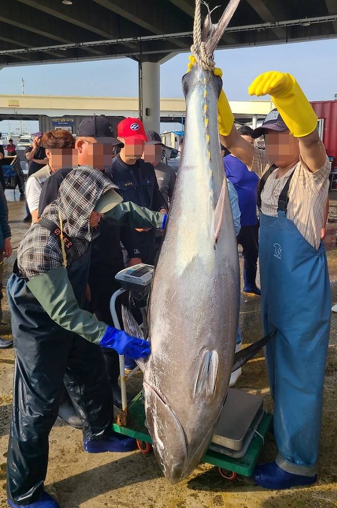 강릉에서 잡힌 초대형 참치 [강릉수협 제공. 재판매 및 DB 금지]