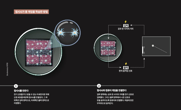 접시뇌가 퐁 게임을 학습한 방법. 과학동아 제공