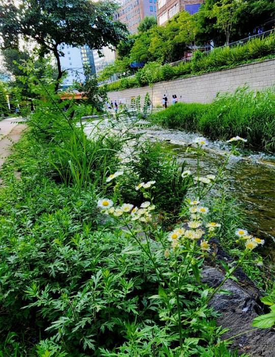 초여름인 6월3일 청계천변 여기저기에  개망초꽃이 피어있다.