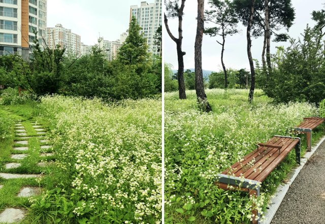 공원과 길섶에 핀 개망초. ⓒ서효원