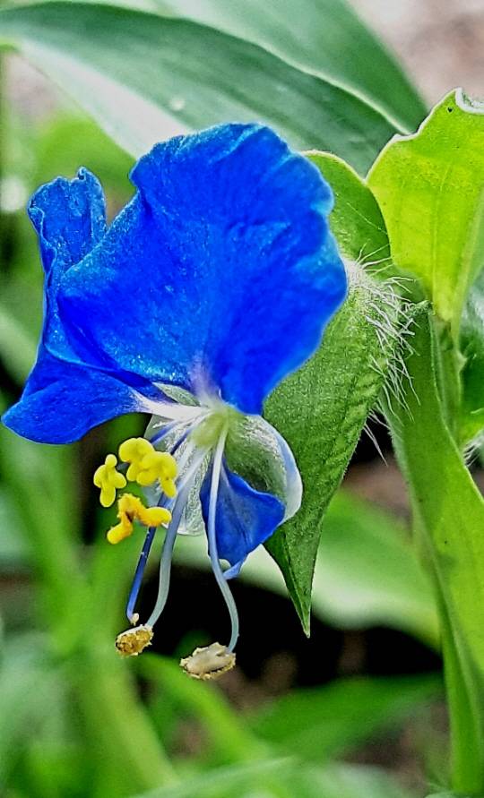 파란색 닭의장풀. 달개비, 닭의 밑씻개로도 불린다. 2020년 6월28일 서울 서대문구 안산 촬영