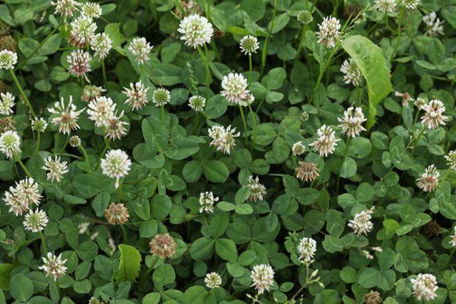 토끼풀. 클로버라고도 부른다. 목축용으로 1900년 무렵 국내에 일부러 들여온 외래식물. 일찍이 네덜란드 상인이 일본에 드나들던 1846년 유럽에서 아시아 대륙으로 처음 유입되었고 지금은 거의 전 대륙에 토끼풀 없는 나라가 없을 정도다. 이하 사진은 허태임 작가 제공.