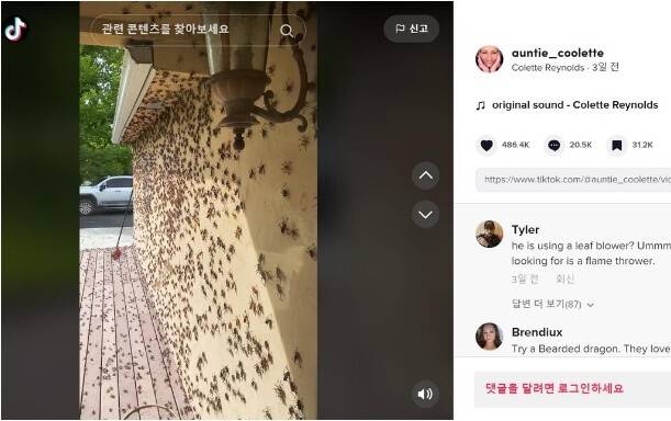 네바다주 엘코시 주민 콜레트 레이놀즈가 올린 '모르몬 귀뚜라미' 떼 영상. 콜레트 레이놀즈(Colette Reynolds) 틱톡 영상 캡처