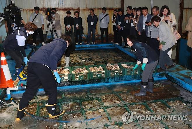 일본산 활가리비 살펴보는 오유경 처장 (부산=연합뉴스) 오유경 식품의약품안전처장이 25일 부산 서구 부산감천항수입식품검사소에서 시민들과 급식 관련 업체 관계자 등이 참관한 가운데 일본산 활가리비를 살펴보고 있다. 2023.5.25 [사진공동취재단] photo@yna.co.kr