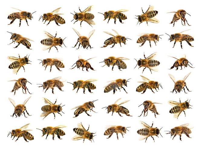꿀벌은 벌 2만여종 중에 단 한 종이에요. 하지만 가축이 되어 세계로 퍼져, 지역 생태계의 곤충과 경쟁하고 있지요. 게티이미지뱅크