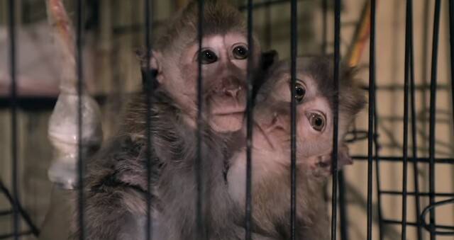 영국 <비비시>(BBC) 방송이 유튜브, 텔레그램 등에서 원숭이 학대 영상물을 제작 유포하는 국제적인 네트워크를 폭로했다. <비비시>(BBC) 유튜브 갈무리