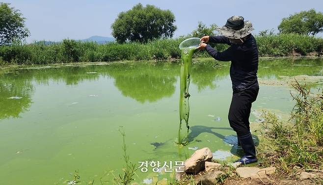 대구 달성군 구지면에 있는 낙동강 지천 응암천에서 지난 19일 정수근 대구환경운동연합 생태보존국장이 플라스틱 통에 담은 녹조를 떨어트리고 있다. 대구환경운동연합은 지난 17일 낙동강 중류 구간 대부분에서 7~8월은 되어야 보이는 걸쭉한 녹조, 이른바 ‘녹조라테’가 관측됐다고 설명했다.