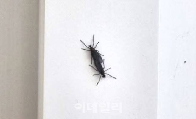 러브버그.(사진=온라인커뮤니티 갈무리)