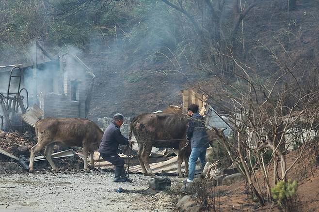 지난 4월11일 산불이 발생한 강릉시 저동 야산 인근에서 주민 이세기(64)씨가 집이 전소한 뒤에도 살아남은 자신의 소 두 마리를 구출하고 있다. 이씨는 저동 야산 아래 42년째 거주해왔으나 이번 산불로 삶의 터전을 잃었다. 키우던 소 세 마리 중 한 마리는 화마에 도망갔고 두 마리는 구출됐다. 연합뉴스