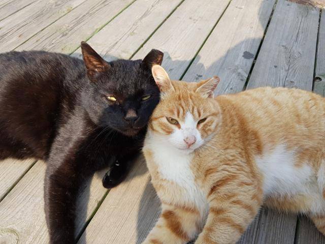 마라도에서 반출되기 전 케어테이커가 돌보던 고양이 모습. 마라도 주민 제공