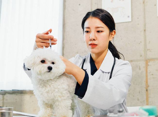 1~7차에 걸친 기초 예방접종을 마치면 반려견에게 발병할 수 있는 위험한 감염병은 어느 정도 예방된다. [GETTYIMAGES]