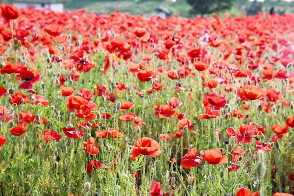 김해시 대동 낙동강변 개양귀비 군락입니다. 여름 햇살속 피어난 개양귀비는 찬란하도록 아릅답습니다.
