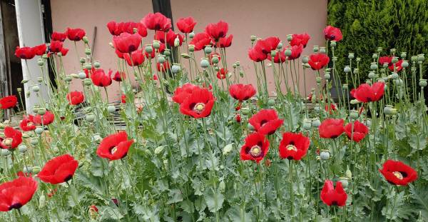 이 꽃이 바로 마약의 원료가 되는 양귀비 입니다. 흔하게 볼 수 없는 양귀비는 자생하는 것을 사용하거나 유통해도 법에 저촉을 받습니다.