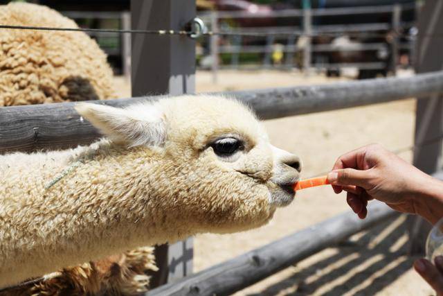 주토피움의 알파카. 온순하고 귀여워 관람객의 인기를 독차지 하는 동물이다. ⓒ박준규