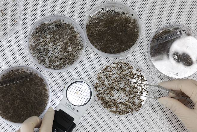 모기분류작업. 연합뉴스