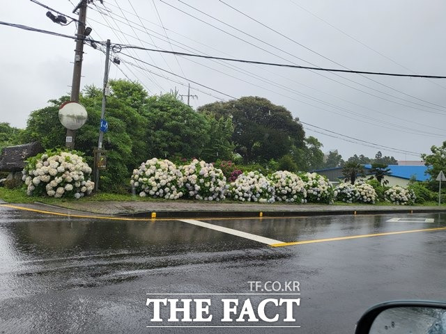 25일 자정부터 시작된 제주지역의 올해 첫 장맛비가 26일 일시적 소강상태를 보이고 있는 가운데, 밤부터 다시 강한 비를 퍼부을 것으로 예보됐다./제주=허성찬 기자