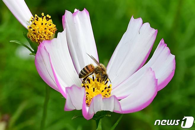 27일 오전 경북 포항시 남구 연일읍 중명리 들녘에 있는 코스모스로 날아든 꿀벌 한마리가 꿀을 모으고 있다.2023.6.27/뉴스1 ⓒ News1 최창호 기자