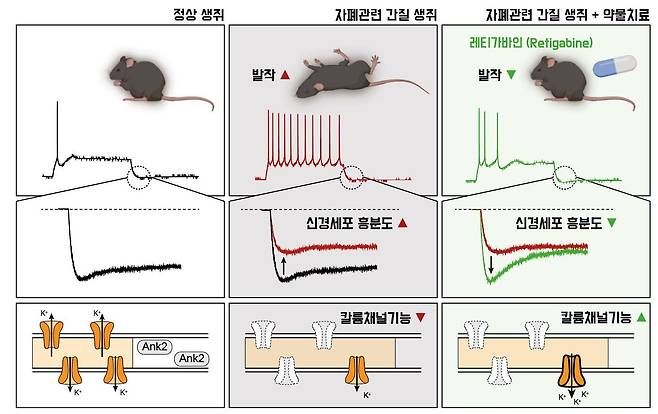 약물치료를 통한 자폐 관련 뇌전증 증상 완화(IBS 제공)/뉴스1