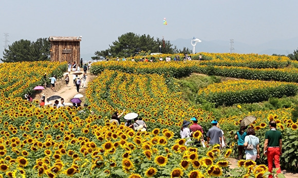 관광객들이 지난 2019년 6월 28일 경상남도 함안군 법수면 강주마을 일원에서 열린 강주해바라기 축제 현장을 둘러보고 있다. [사진=경상남도 함안군]