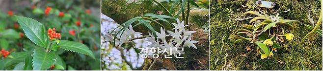 왼쪽부터 죽절초, 석곡, 비자란. 제주도 제공