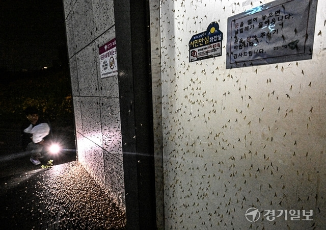 양평•남양주•하남 등 한강 유역 주민들이 여름마다 동양하루살이 떼로 큰 불편을 겪고 있다. 사진은 27일 오후 남양주시 한강공원 삼패지구 여자화장실 앞에 몰려든 동양하루살이 떼. 조주현기자